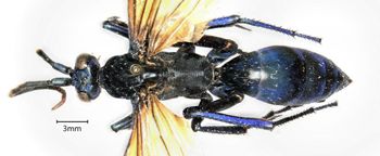 Media type: image;   Entomology 26689 Aspect: habitus dorsal view